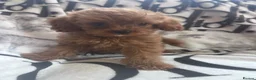 Cavapoo dogs for sale: Cavapoo - Advert 19