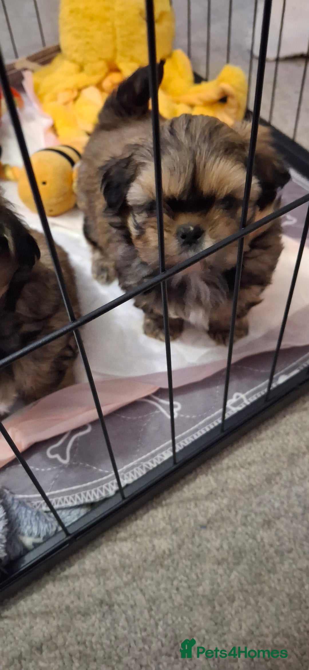 Shih Tzu dogs for sale: Full bred shih tzu 2 boys - Advert 7