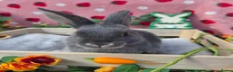 Mini Lop rabbits for sale: Mini lop smokey bkue grey otter in Manchester - Advert 3