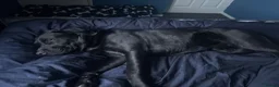Labrador Retriever dogs for sale: Bodhi - Advert 1
