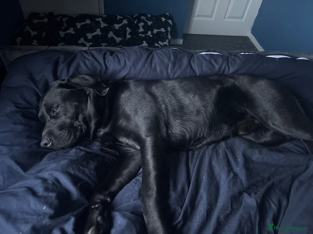 Labrador Retriever dogs for sale: Bodhi - Advert 1