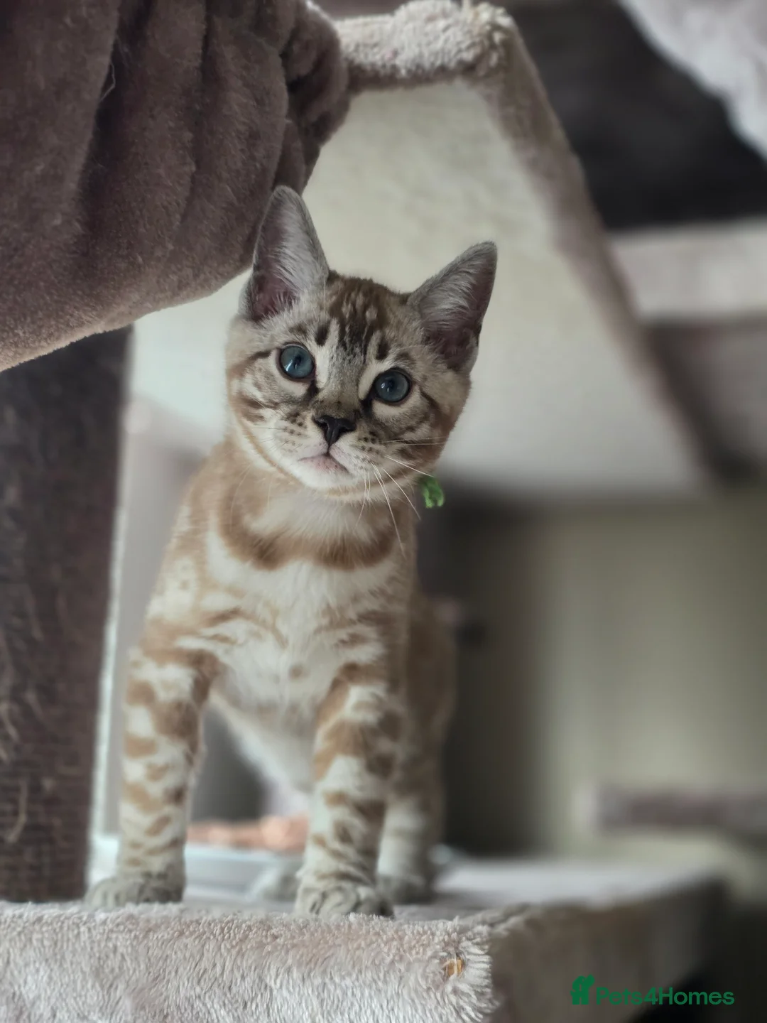 Bengal cats for sale: ❄️Outstanding Silver Snow Bengal Kittens❄️ - Advert 6
