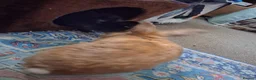 Mixed Breed rabbits for sale: Ginue pigs and rabbits in Scunthorpe - Advert 15