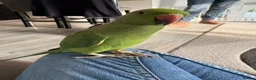 Ringnecks birds for sale: Indian ringneck called Kiwi  in Great Yarmouth - Advert 1
