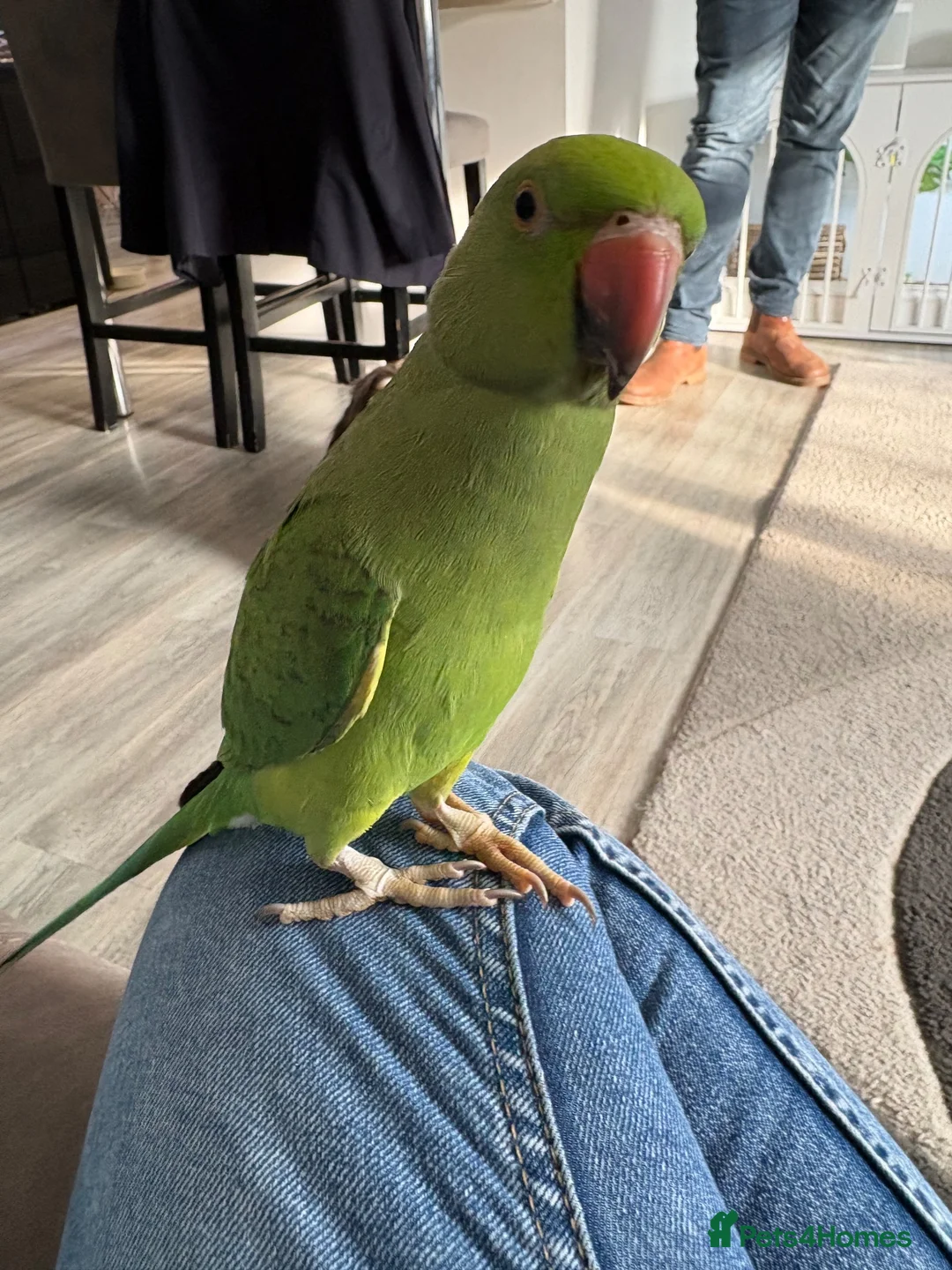 Ringnecks birds for sale: Indian ringneck called Kiwi  in Great Yarmouth - Advert 1