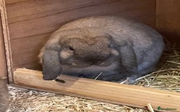 Mini Lop rabbits for sale: 3 x Mini Lop  - Image 3