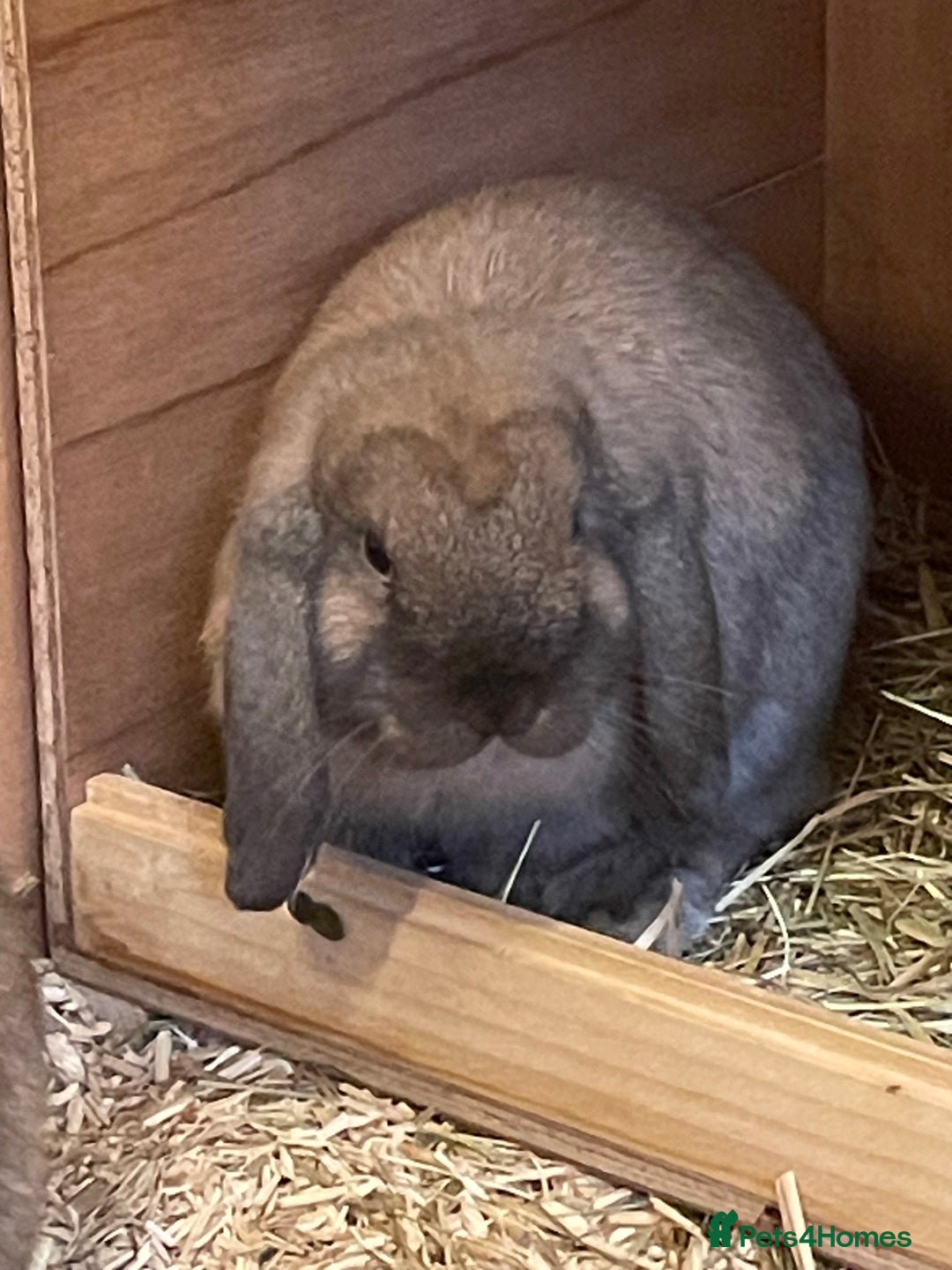 Mini Lop rabbits for sale: 3 x Mini Lop  - Image 3