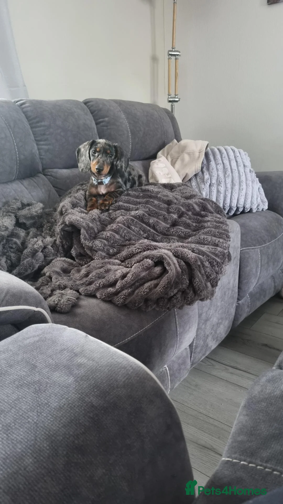 Miniature Dachshund dogs for sale: 7 month miniature dachshund for rehome in Irvine - Advert 1