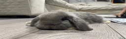 Mini Lop rabbits for sale:  Beautiful Mixed-BreedMini Lop Rabbits for Sale in Swindon - Advert 5