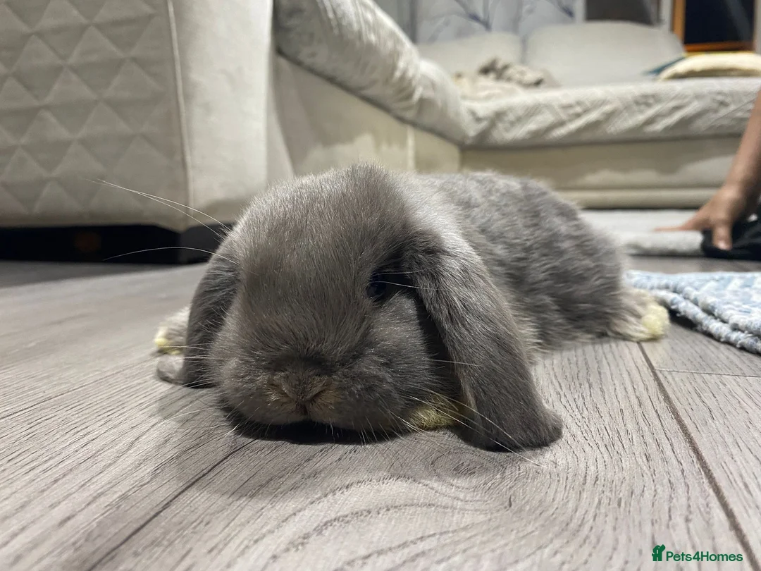 Mini Lop rabbits for sale:  Beautiful Mixed-BreedMini Lop Rabbits for Sale in Swindon - Advert 5
