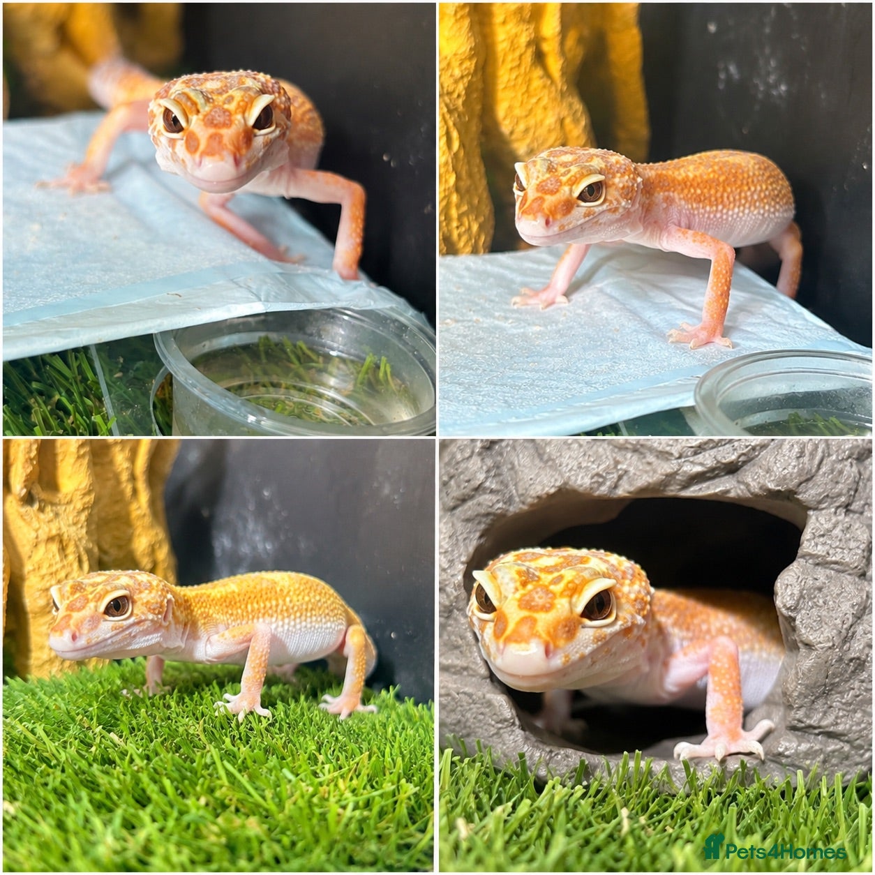 Gecko reptiles super hyde leopard gecko - Advert 2
