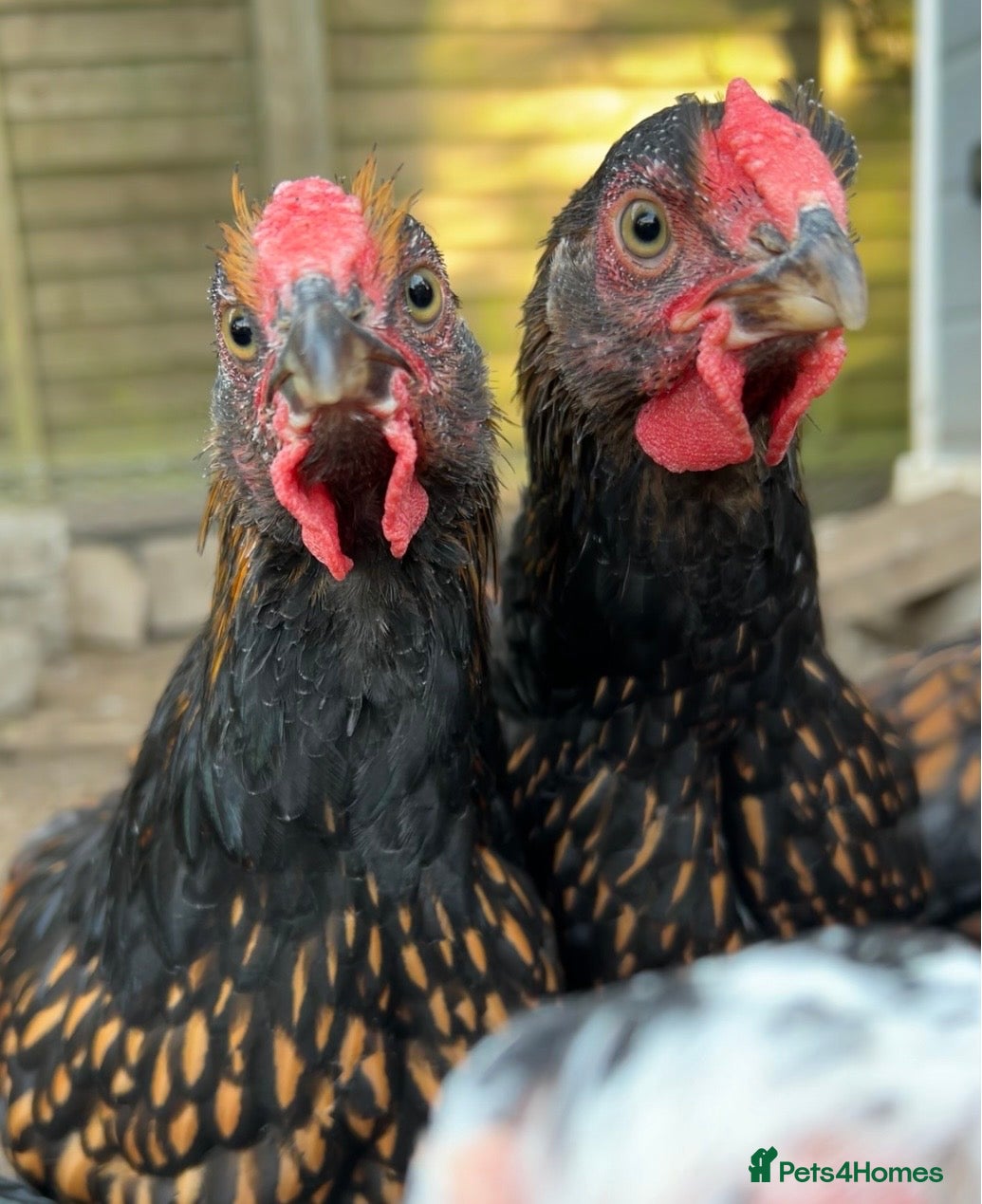 Mixed Breed livestock Gold laced Wyandotte roosters - Advert 3