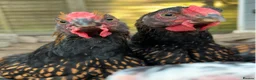 Mixed Breed livestock for sale: Gold laced Wyandotte roosters in Truro - Advert 1