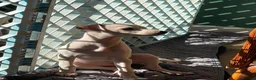 Italian Greyhound dogs for sale: 5 wonderful Wiggy’s licensed breeder  - Advert 15