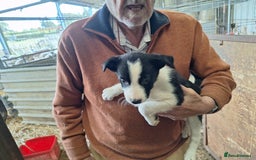 Border Collie dogs for sale: Border Collie pups, ready 25th september - Image 3