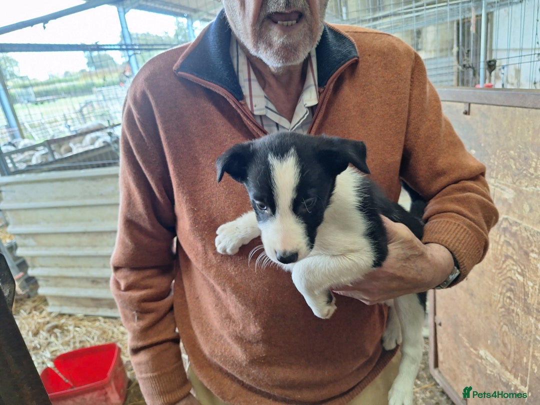 Border Collie dogs for sale: Border Collie pups, ready 25th september - Image 3