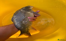 Koi Carp fish for sale: Pond fish carp/koi - Image 12