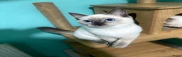 Ragdoll cats for sale: RAGDOLL FEMALES - Advert 6