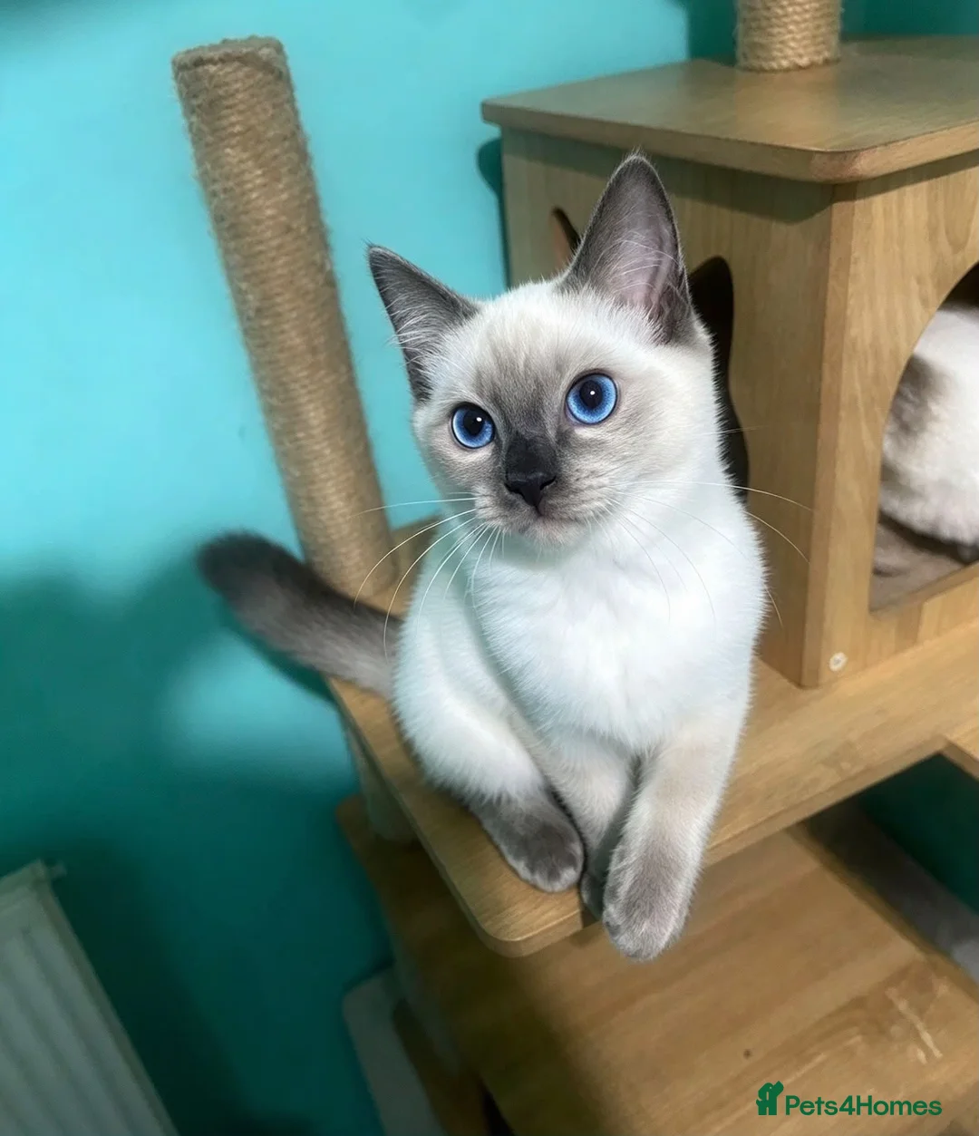 Ragdoll cats for sale: RAGDOLL FEMALES - Advert 6