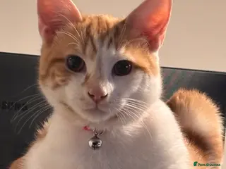 Mixed Breed cats Lovely ginger boy looking for a new home - Advert 1