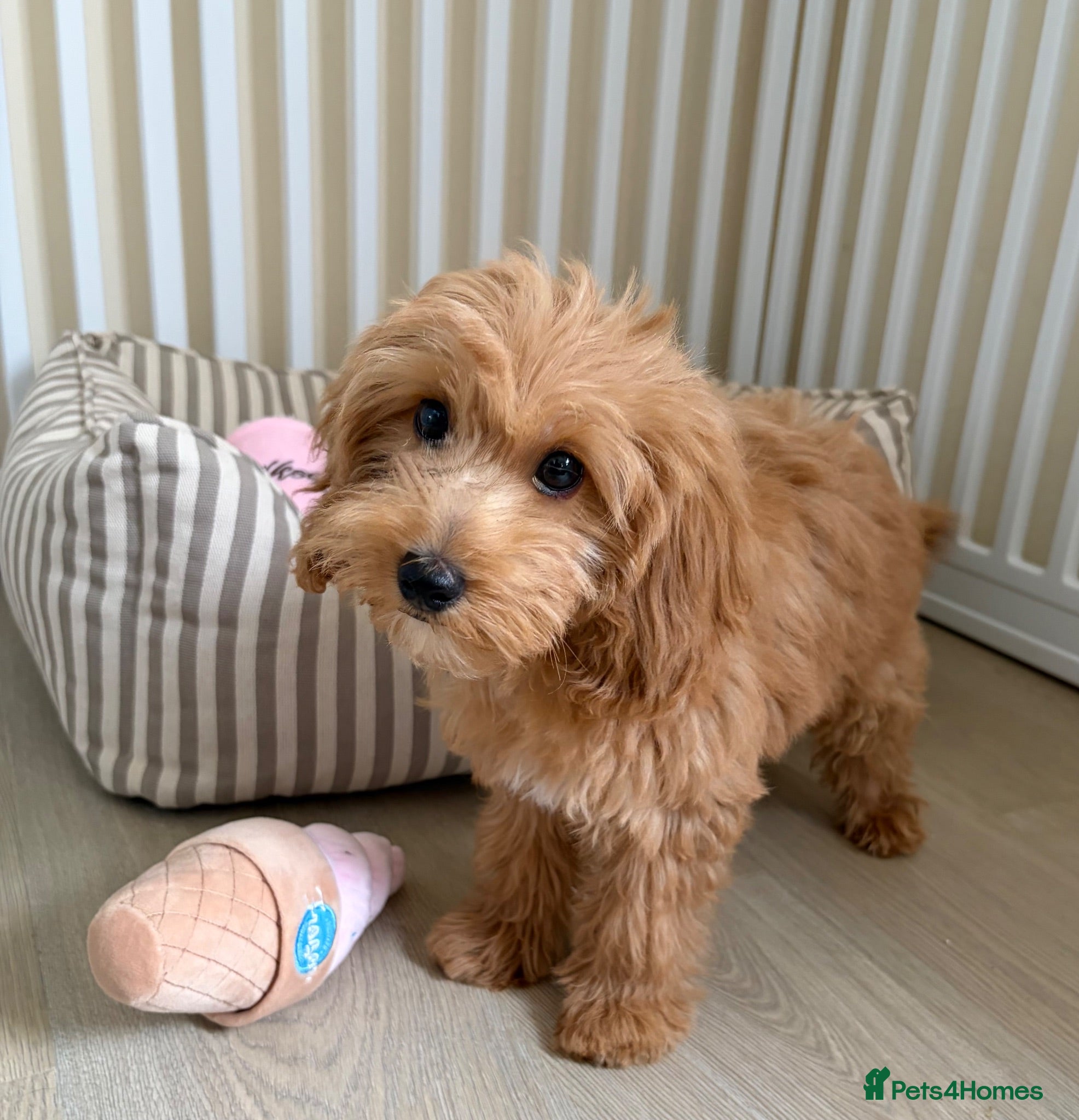 Cockapoo dogs Health tested cockapoo puppies  - Advert 2