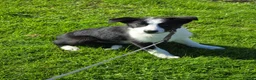 Border Collie dogs for sale: Classic Border collie for sale in Saint Helens - Advert 1