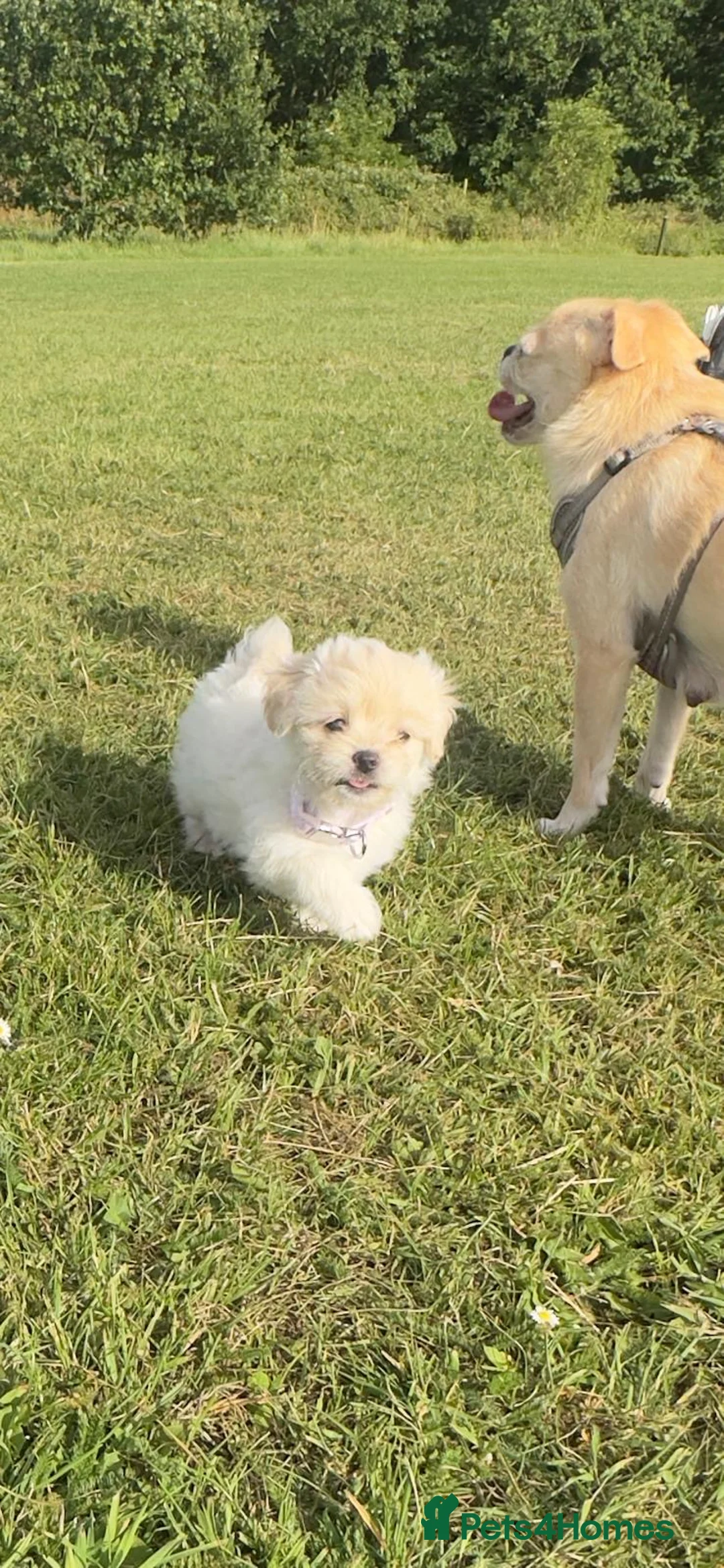 Mixed Breed dogs for sale: Rare Beautiful Maltese Cross Puppies - Advert 6