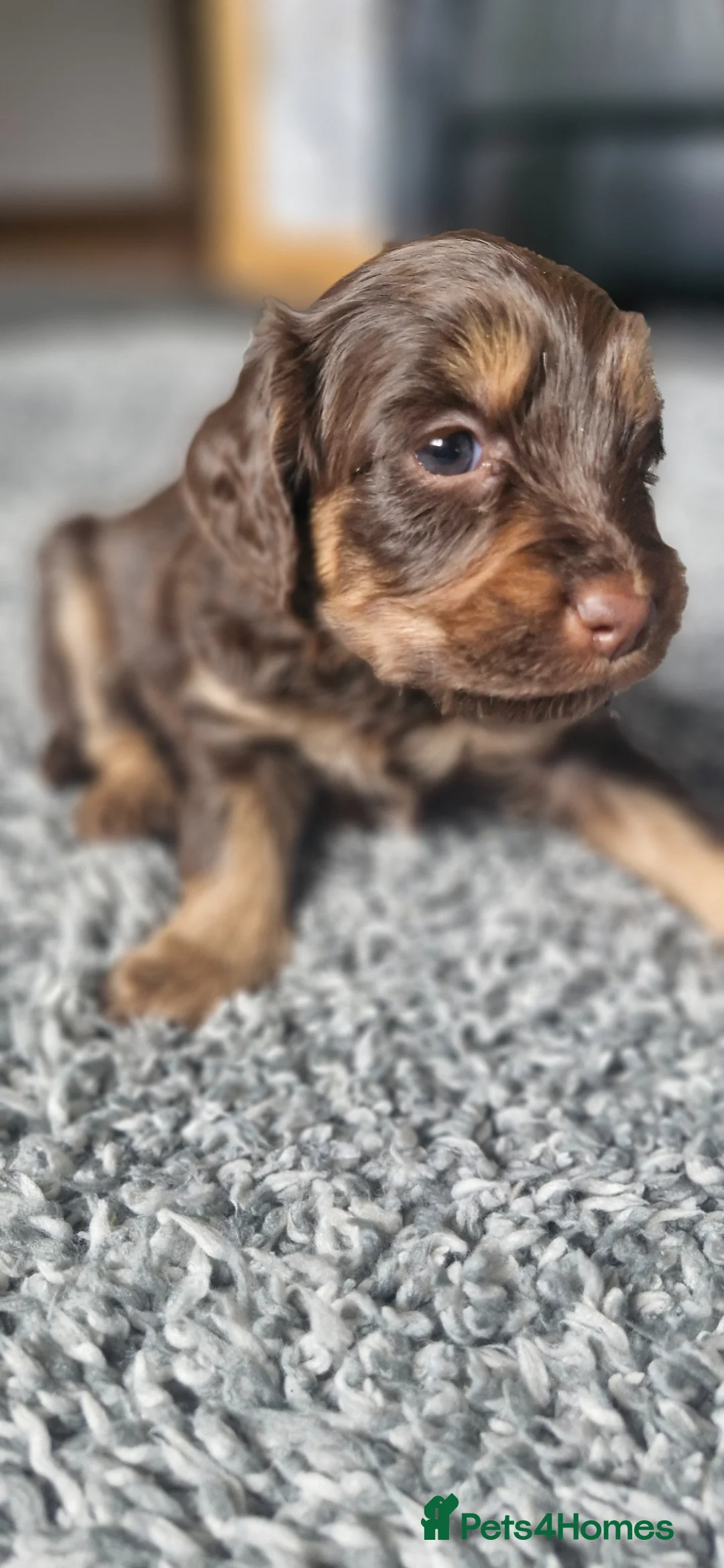 Mixed Breed dogs for sale: Cavapoo × cockapoo - Advert 1