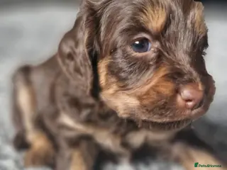 Mixed Breed dogs Cavapoo × cockapoo - Advert 2