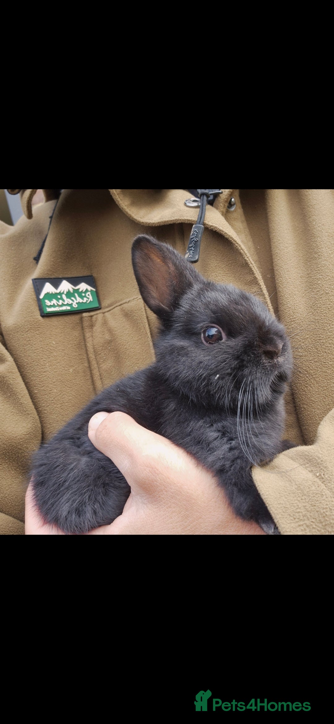 Netherland Dwarf rabbits for sale: Netherland dwalfs - Image 2