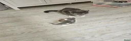 Mixed Breed cats for sale: 5 beautiful kittens - Advert 9
