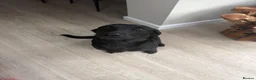 Labrador Retriever dogs for sale: Black Labrador Puppies  - Advert 22