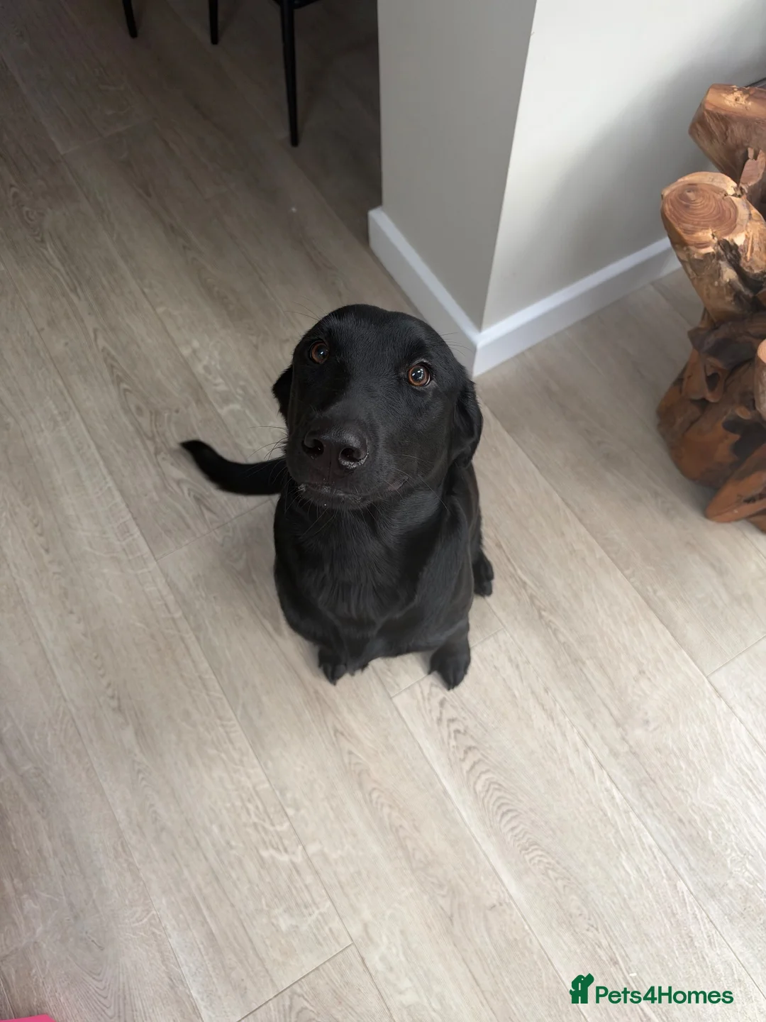 Labrador Retriever dogs for sale: Black Labrador Puppies  - Advert 22