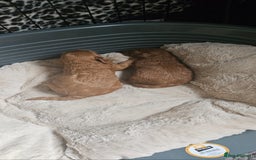 Cavapoo dogs for sale: GORGEOUS CAVAPOO MALE LOOKING FOR LOVING HOME X - Advert 4