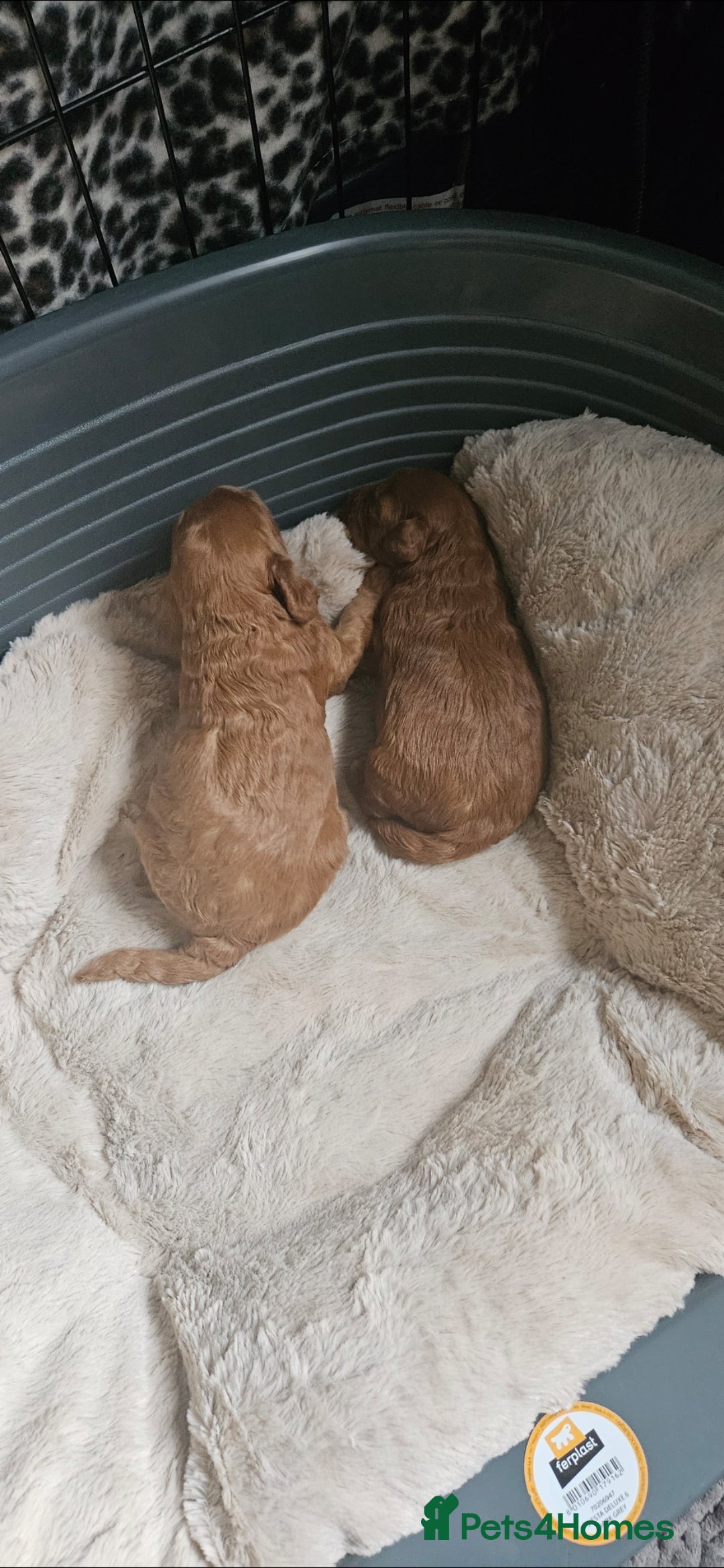 Cavapoo dogs for sale: GORGEOUS CAVAPOO MALE LOOKING FOR LOVING HOME X - Advert 4