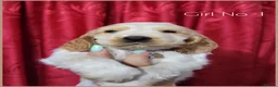 Cocker Spaniel dogs for sale: KC Sired Show Cocker Spaniels puppies| Champ Lines - Advert 9