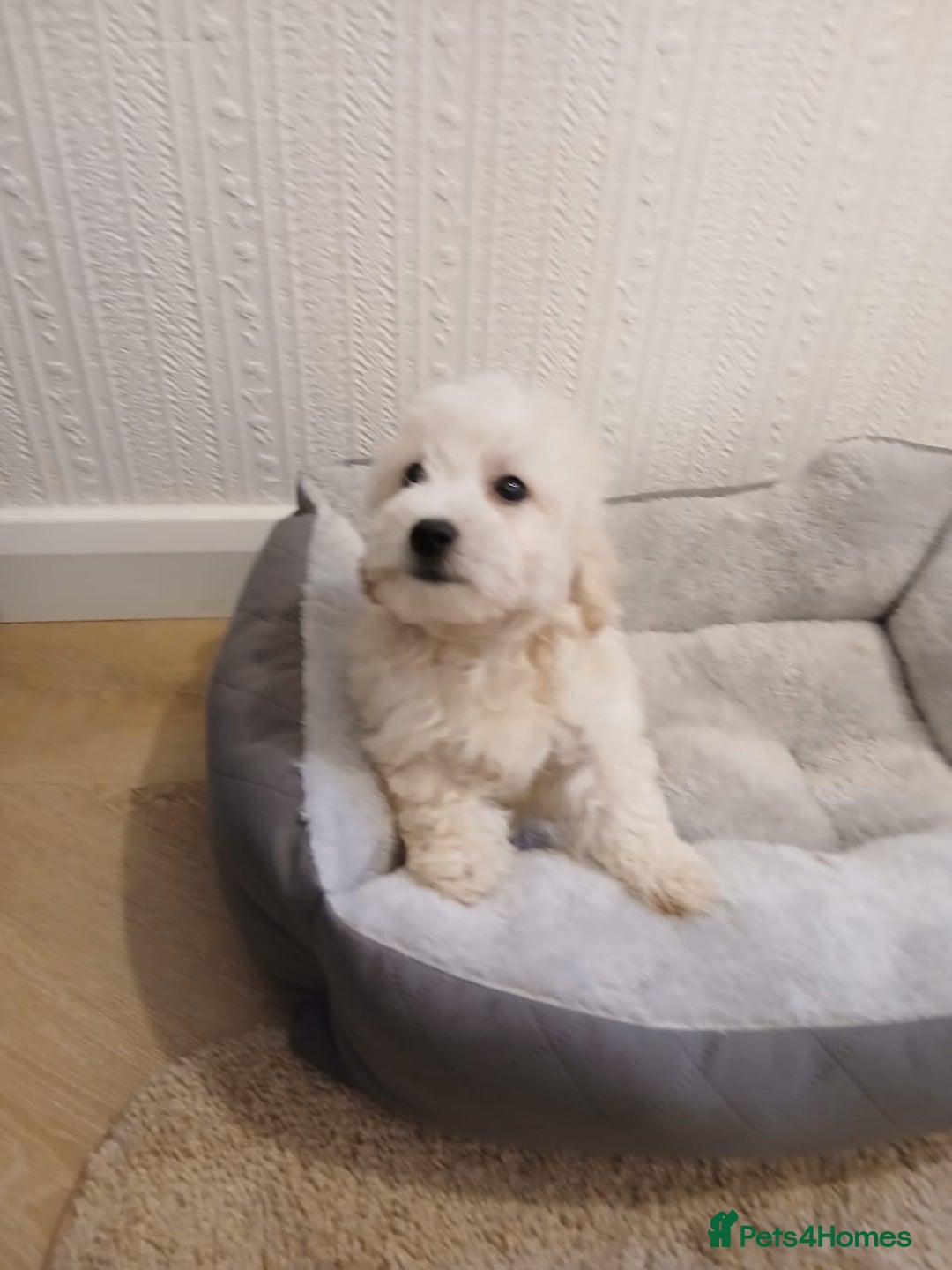 Maltipoo dogs for sale: Maltipoo puppies boy and girl available  - Image 7