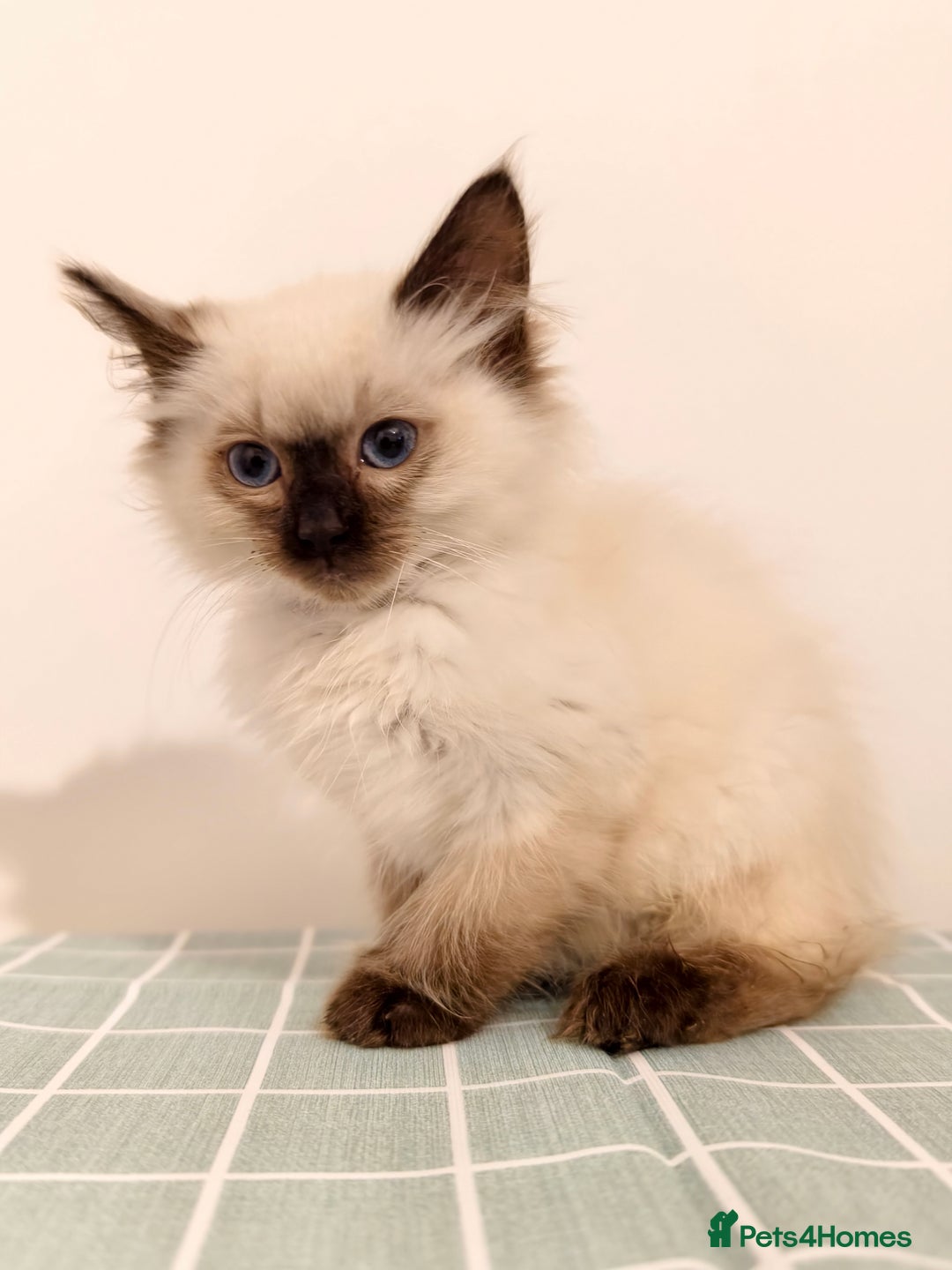 Ragdoll cats for sale: Beautiful Seal Point Ragdoll Kittens – for sale - Advert 13