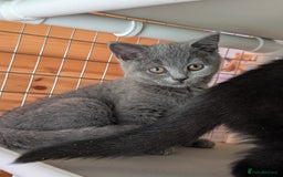 British Shorthair cats for sale: Ready now BSH kittens - Image 7