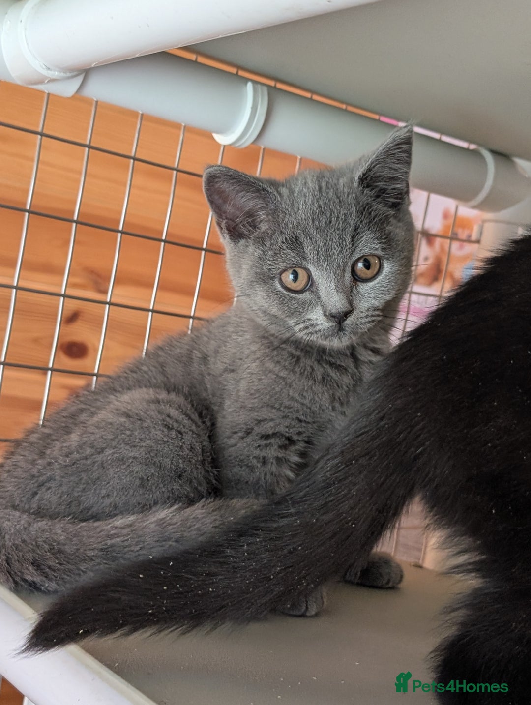 British Shorthair cats for sale: Ready now BSH kittens - Image 7