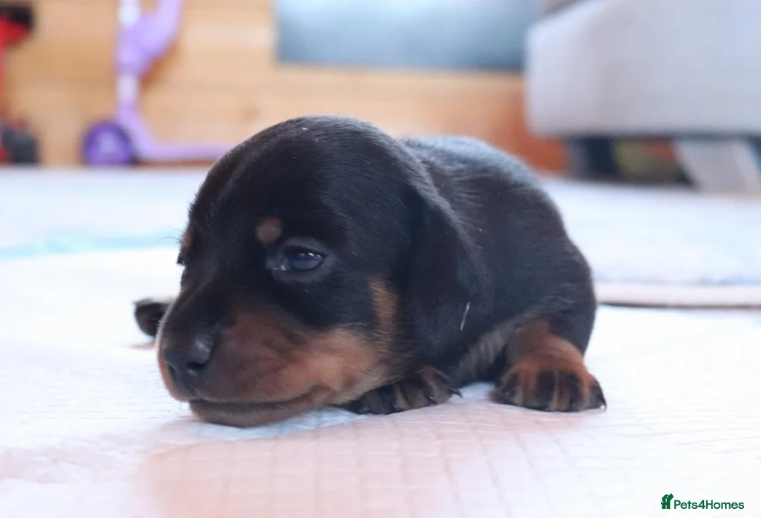 Miniature Dachshund dogs for sale: KC mini dachshund for sale - Advert 10