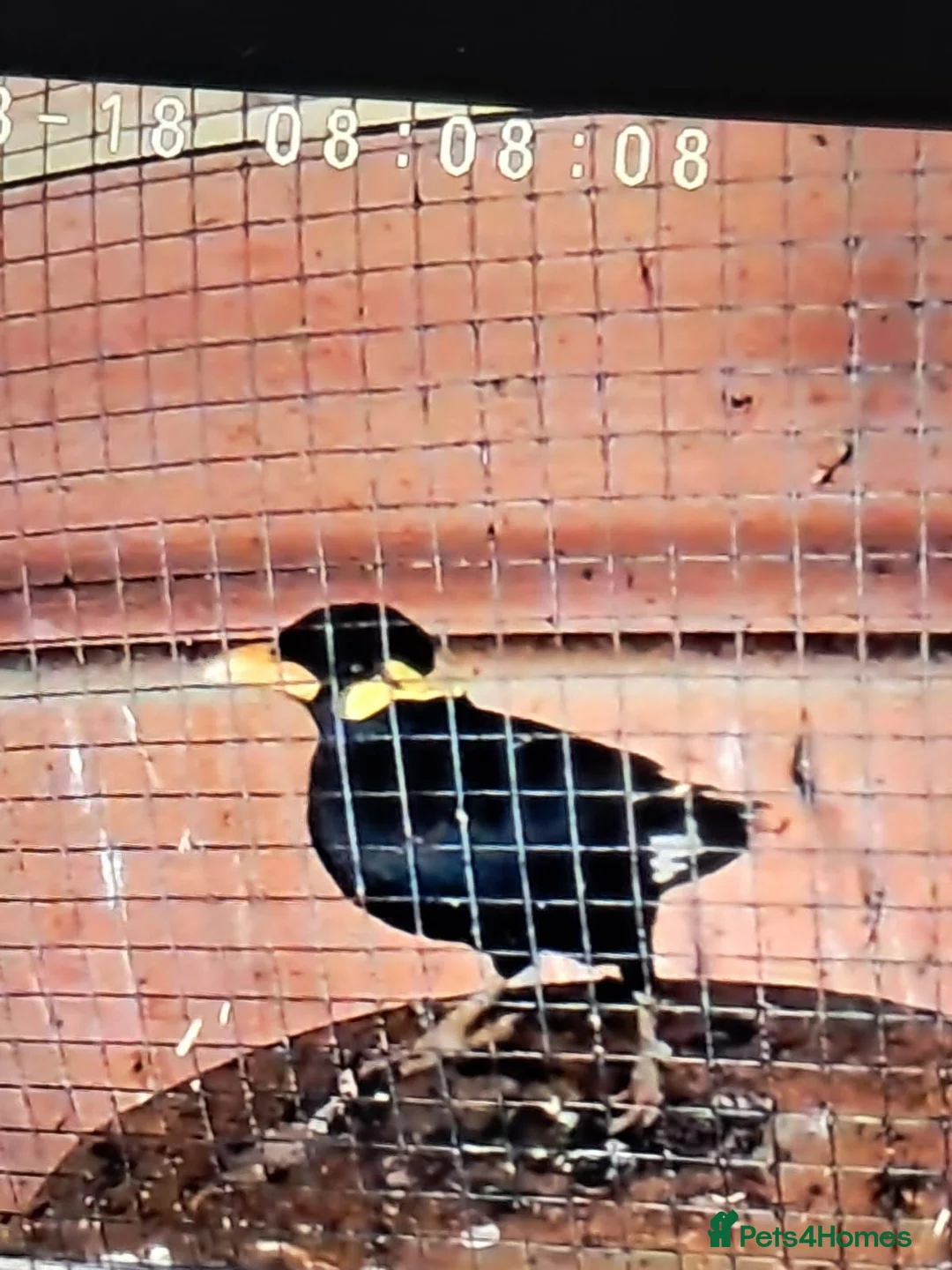 Softbills birds for sale: Pair of Indian hill mynah birds in Durham - Advert 2