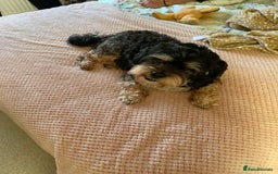Bichon Frise dogs for adoption: 💙🐶 BERTIE 🐶💙 - Image 4