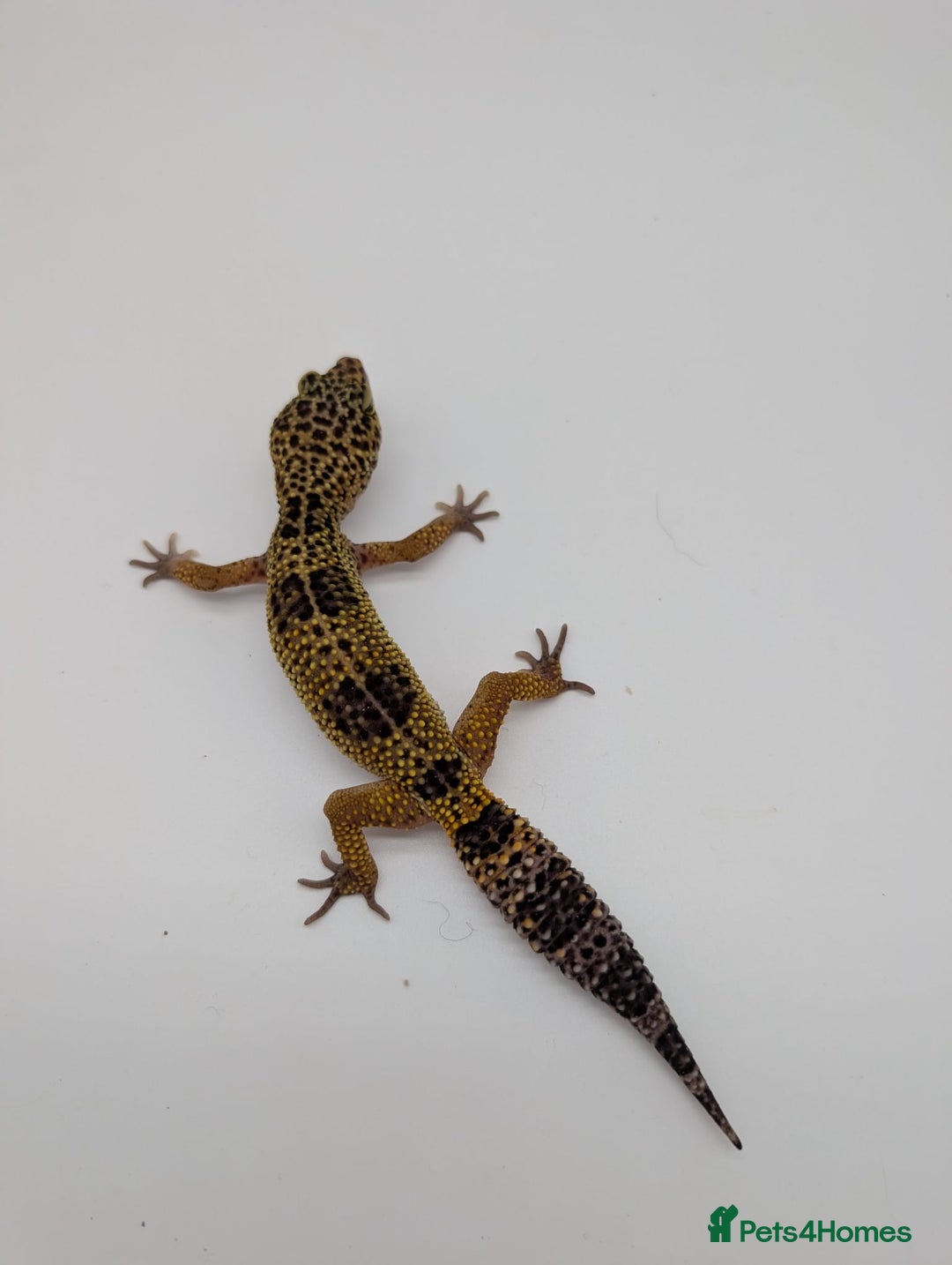 Leopard Gecko reptiles for sale: Black Night Cross Leopard Gecko  - Advert 13