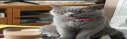 Brazilian Shorthair cats for sale: Full pedigree British Shorthair kittens for sale  - Advert 17