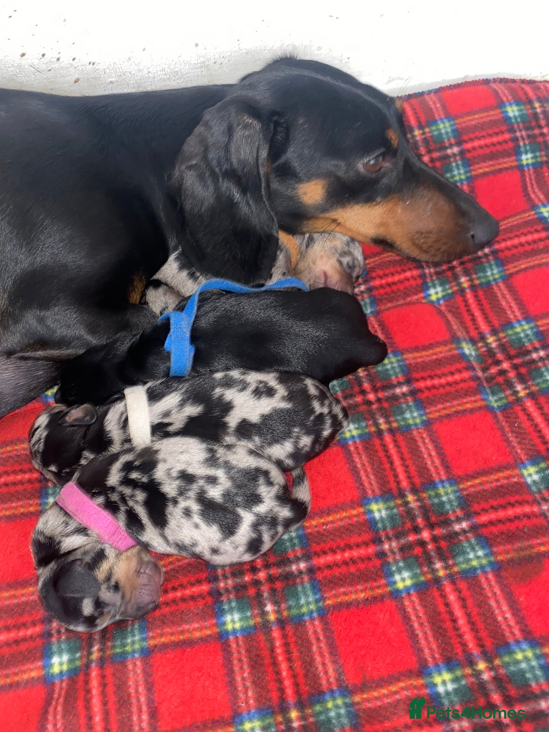 Dachshund dogs for sale: Dachshund pups  in Bootle - Image 28