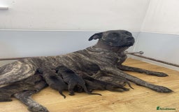 Presa Canario dogs for sale: Presa Canario Puppies for Sale - Image 2