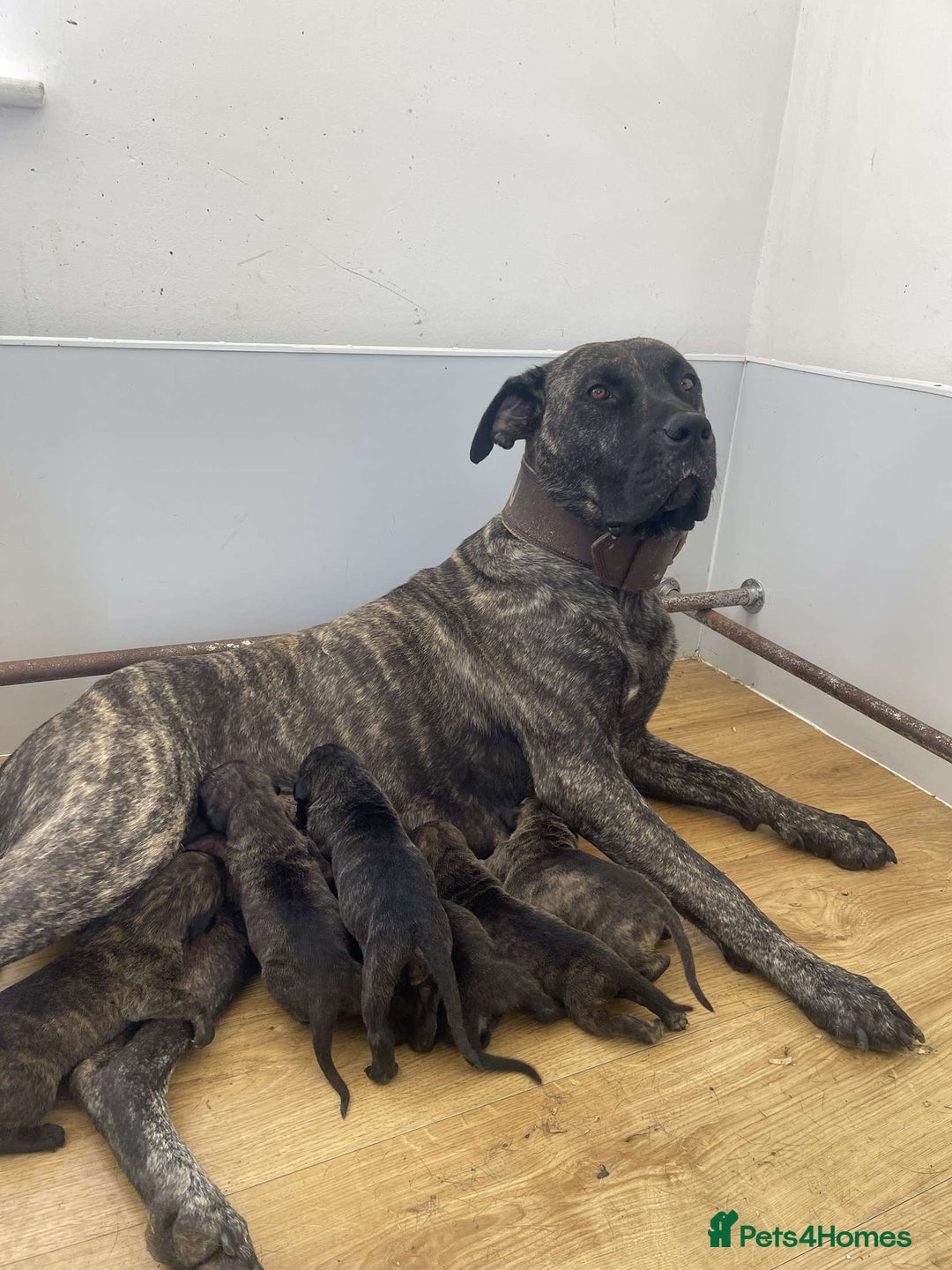 Presa Canario dogs for sale: Presa Canario Puppies for Sale - Image 2