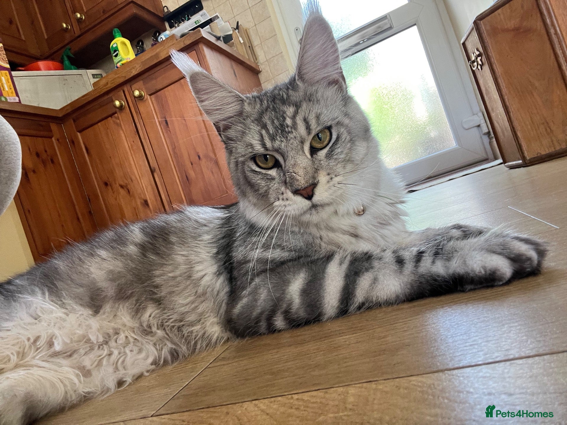 Maine Coon cats Male silver Maine Coon (Apollo) - Advert 1