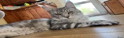 Maine Coon cats for sale: Male silver Maine Coon (Apollo) - Advert 1